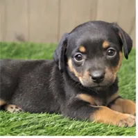 Murphy, a male Miniature Pinscher for sale in Grabill, IN – 1 of 2