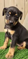 Milo, a male Miniature Pinscher for sale in Grabill, IN – 3 of 3