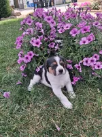Rocky , a male Cavalier King Charles Spaniel and Chihuahua for sale in Grabill, IN – 3 of 3