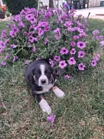 Ramsey, a male Cavalier King Charles Spaniel and Chihuahua for sale in Grabill, IN – 2 of 3
