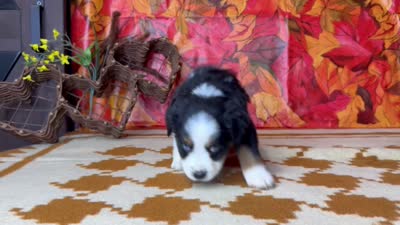 Dan 4815, a male Miniature Australian Shepherd for sale in Grabill, IN – 9 of 9