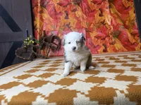 Stella 4807, a female Miniature Australian Shepherd for sale in Grabill, IN – 4 of 5