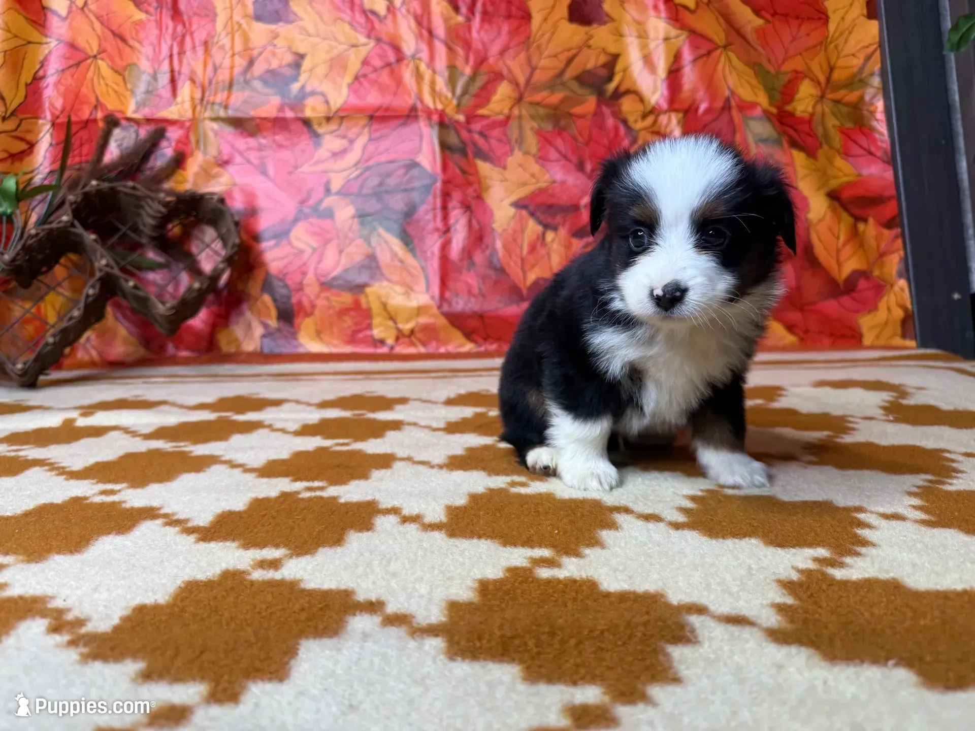 Rocky 4808, a male Miniature Australian Shepherd for sale in Grabill, IN – 2 of 9
