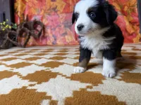 Lucy 4830, a female Miniature Australian Shepherd for sale in Grabill, IN – 2 of 7