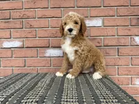Jack :0605, a male Poodle - Miniature  for sale in Grabill, IN – Photo 4 of 7