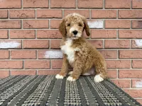 Jack :0605, a male Poodle - Miniature  for sale in Grabill, IN – Photo 6 of 7