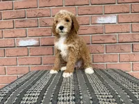 Jack :0605, a male Poodle - Miniature  for sale in Grabill, IN – Photo 2 of 7