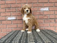 Jack :0605, a male Poodle - Miniature  for sale in Grabill, IN – Photo 7 of 7