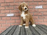 Jack :0605, a male Poodle - Miniature  for sale in Grabill, IN – Photo 1 of 7