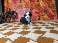 Lucy 4830, a female Miniature Australian Shepherd for sale in Grabill, IN – 4 of 7