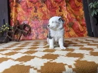 Stella 4807, a female Miniature Australian Shepherd for sale in Grabill, IN – 2 of 5