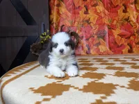 Tucker 4806, a male Miniature Australian Shepherd for sale in Grabill, IN – 2 of 7