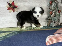 Love, a female Miniature Australian Shepherd for sale in Grabill, IN – Photo 8 of 10