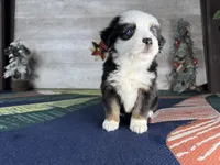Love, a female Miniature Australian Shepherd for sale in Grabill, IN – Photo 4 of 10