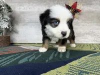 Love, a female Miniature Australian Shepherd for sale in Grabill, IN – Photo 5 of 10
