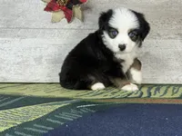Love, a female Miniature Australian Shepherd for sale in Grabill, IN – Photo 3 of 10