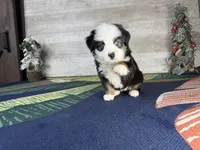 Love, a female Miniature Australian Shepherd for sale in Grabill, IN – Photo 6 of 10