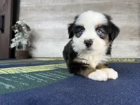 Love, a female Miniature Australian Shepherd for sale in Grabill, IN – Photo 10 of 10