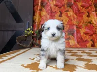 Ella 4805, a female Miniature Australian Shepherd for sale in Grabill, IN – 5 of 8