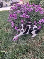Rocky , a male Cavalier King Charles Spaniel and Chihuahua for sale in Grabill, IN – 1 of 3