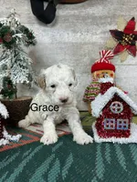 Grace:2, a female Poodle - Toy  for sale in Grabill, IN – Photo 3 of 3