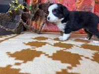 Lucy 4830, a female Miniature Australian Shepherd for sale in Grabill, IN – 6 of 7