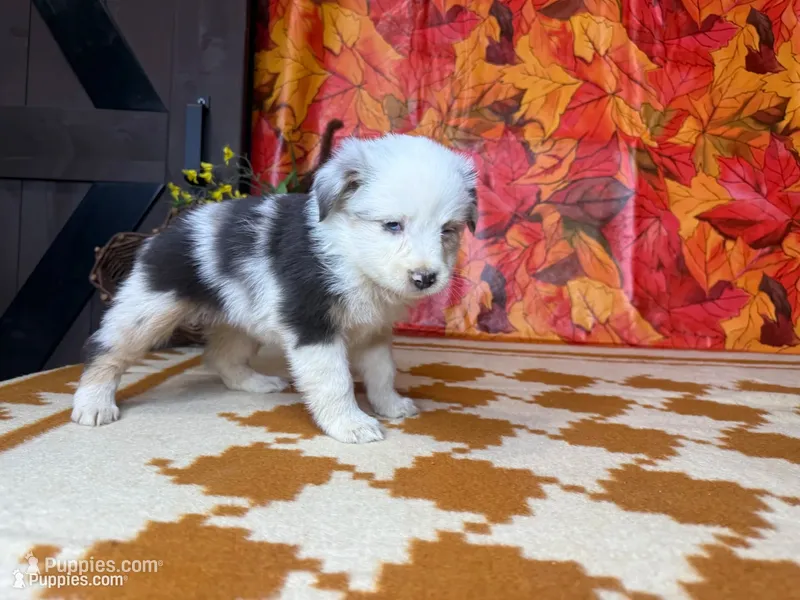 Stella 4807 – Miniature Australian Shepherd puppy for sale in Grabill, IN