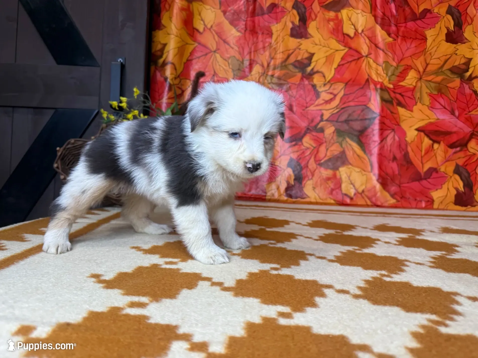 Stella 4807, a female Miniature Australian Shepherd for sale in Grabill, IN – 1 of 5
