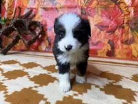 Rocky 4808, a male Miniature Australian Shepherd for sale in Grabill, IN – 7 of 9