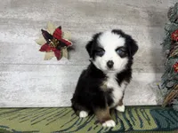 Rover, a male Miniature Australian Shepherd for sale in Grabill, IN – Photo 5 of 8