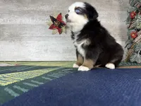 Rover, a male Miniature Australian Shepherd for sale in Grabill, IN – Photo 3 of 8