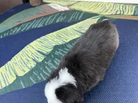 Rover, a male Miniature Australian Shepherd for sale in Grabill, IN – Photo 4 of 8