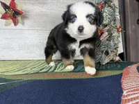 Rover, a male Miniature Australian Shepherd for sale in Grabill, IN – Photo 7 of 8