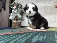 Rover, a male Miniature Australian Shepherd for sale in Grabill, IN – Photo 1 of 8