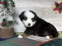 Rover, a male Miniature Australian Shepherd for sale in Grabill, IN – Photo 8 of 8