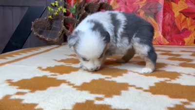 Ella 4805, a female Miniature Australian Shepherd for sale in Grabill, IN – 7 of 8