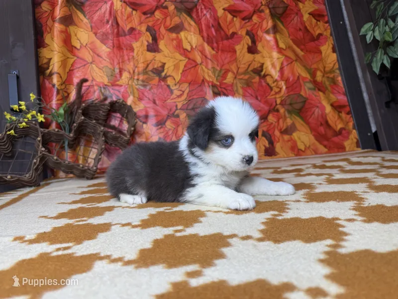 Tucker 4806 – Miniature Australian Shepherd puppy for sale in Grabill, IN