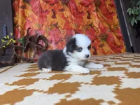 Tucker 4806, a male Miniature Australian Shepherd for sale in Grabill, IN – 1 of 7