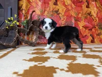 Daisy 4804, a female Miniature Australian Shepherd for sale in Grabill, IN – 5 of 9