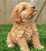 Lucas, a male Poodle - Miniature  for sale in Grabill, IN – 3 of 3