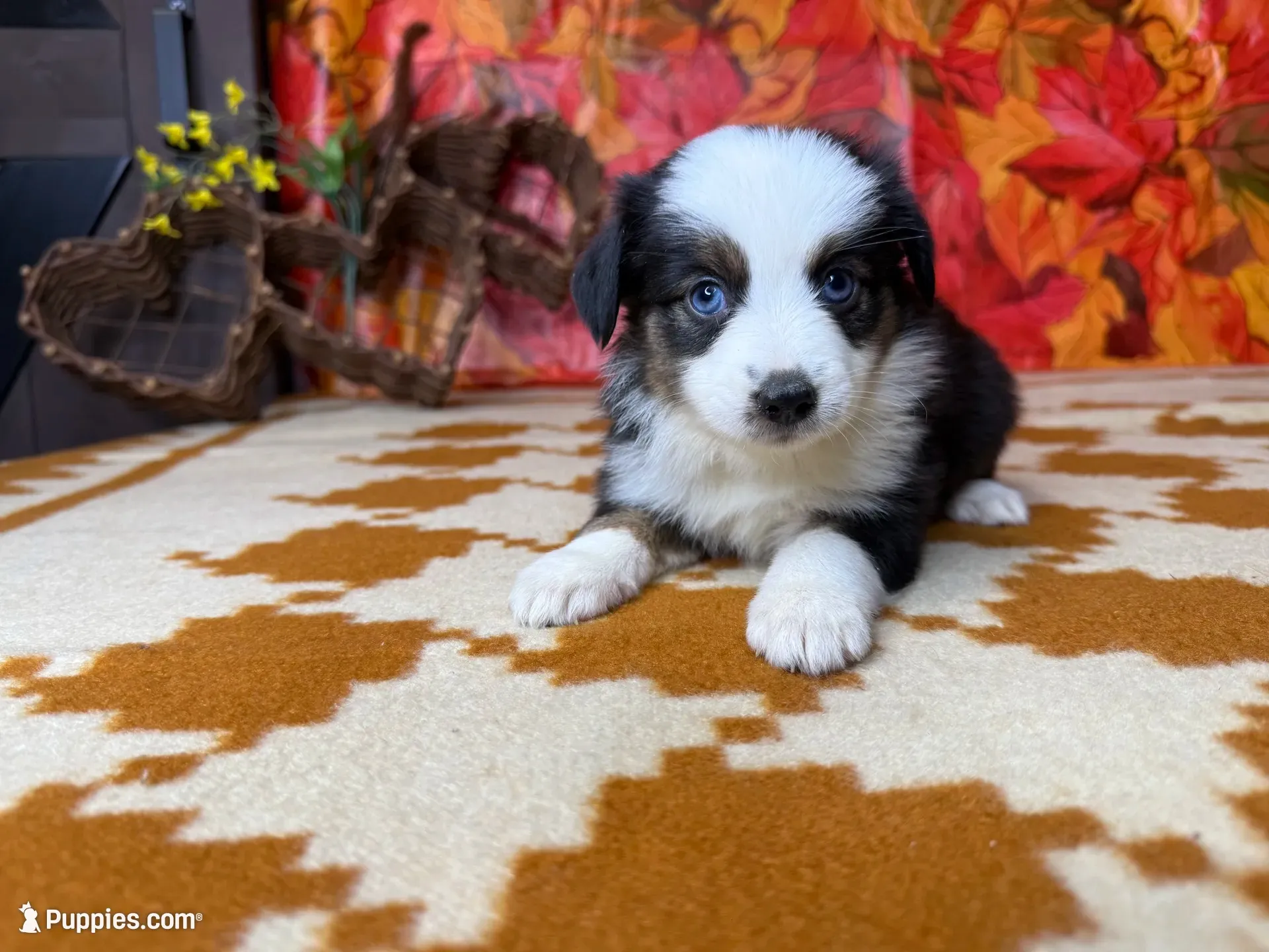Daisy 4804, a female Miniature Australian Shepherd for sale in Grabill, IN – 1 of 9