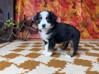 Dan 4815, a male Miniature Australian Shepherd for sale in Grabill, IN – 6 of 9