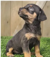 Murphy, a male Miniature Pinscher for sale in Grabill, IN – 2 of 2