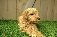 Layla, a female Poodle - Miniature  for sale in Grabill, IN – 2 of 2