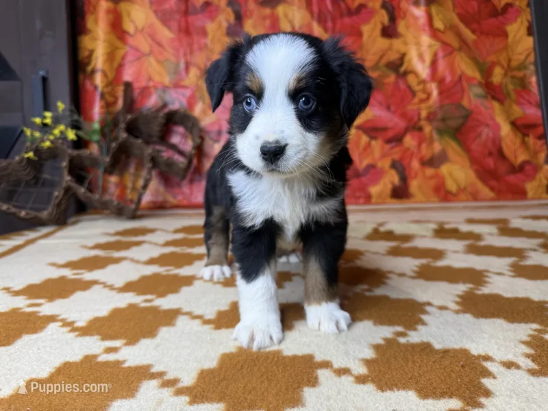 Dan 4815 – Miniature Australian Shepherd puppy for sale in Grabill, IN
