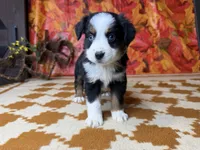Dan 4815, a male Miniature Australian Shepherd for sale in Grabill, IN – 1 of 9