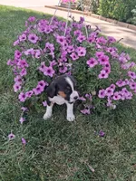 Baxter, a male Cavalier King Charles Spaniel and Chihuahua for sale in Grabill, IN – 3 of 3