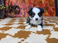 Daisy 4804, a female Miniature Australian Shepherd for sale in Grabill, IN – 8 of 9