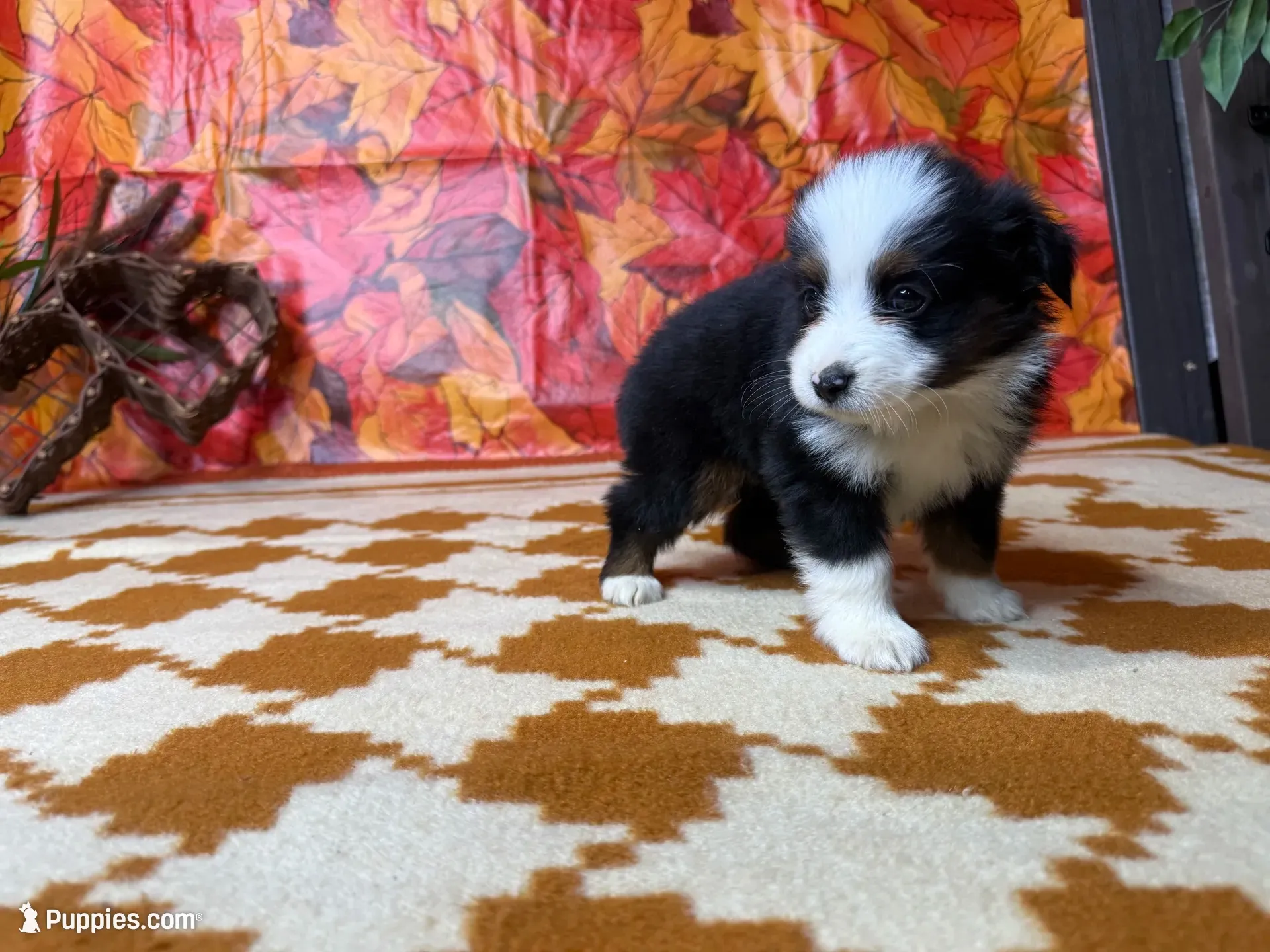 Rocky 4808, a male Miniature Australian Shepherd for sale in Grabill, IN – 3 of 9