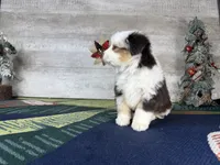 Baxter, a male Miniature Australian Shepherd for sale in Grabill, IN – Photo 6 of 9